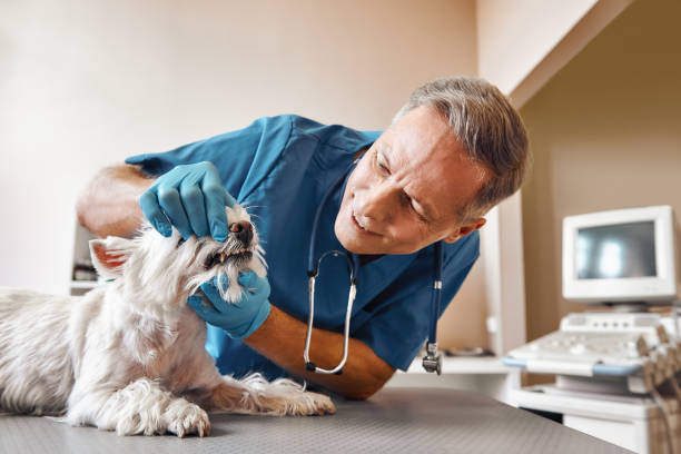 Best Emergency Care for Gum Disease in Butler, IN